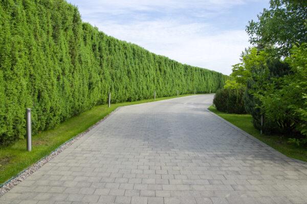 Thuja occidentalis Brabant“ King of Brabant