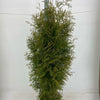 Thuja occ Brabant