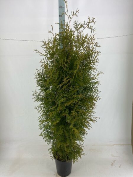 Thuja occ Brabant