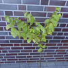 Walnussbaum Nuss Juglans regia