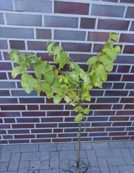 Walnussbaum Nuss Juglans regia