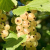 Weiße Johannisbeere Hochstamm 60cm