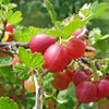 Rote Stachelbeere Hochstamm 60cm