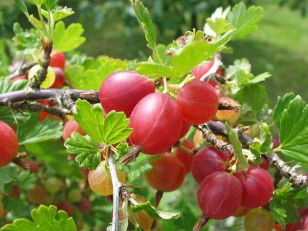 Rote Stachelbeere Hochstamm 60cm