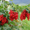 Rote Johannisbeeren