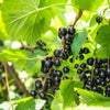 Schwarze Johannisbeere Hochstammm 60cm