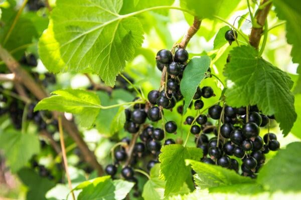 Schwarze Johannisbeere Hochstammm 60cm