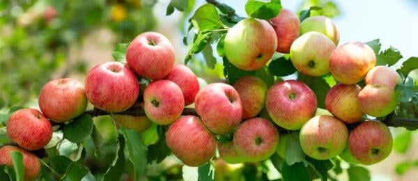 Apfel "Gloster"