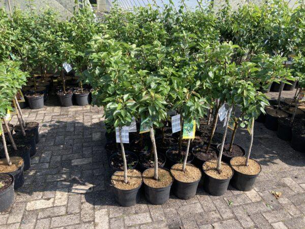 Apfel "Grahams Jubiläumsapfel" - Terrassenobst