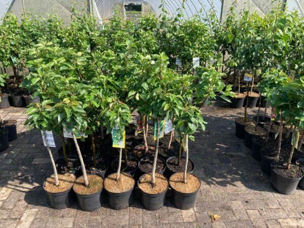 Kirsche "Süsskirsche Burlat" - Terrassenobst