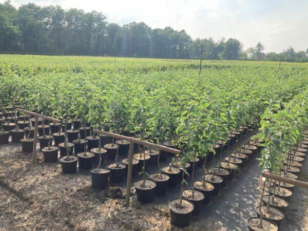 Pfirsich Prunus Persica "Canbrils"