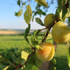 Mirabelle "Von Nancy" - Terrassenobst