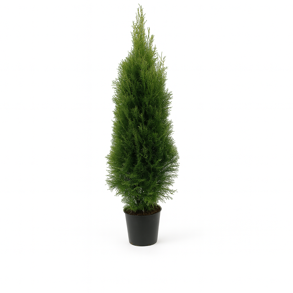 Thuja 