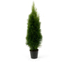 Thuja Smaragd