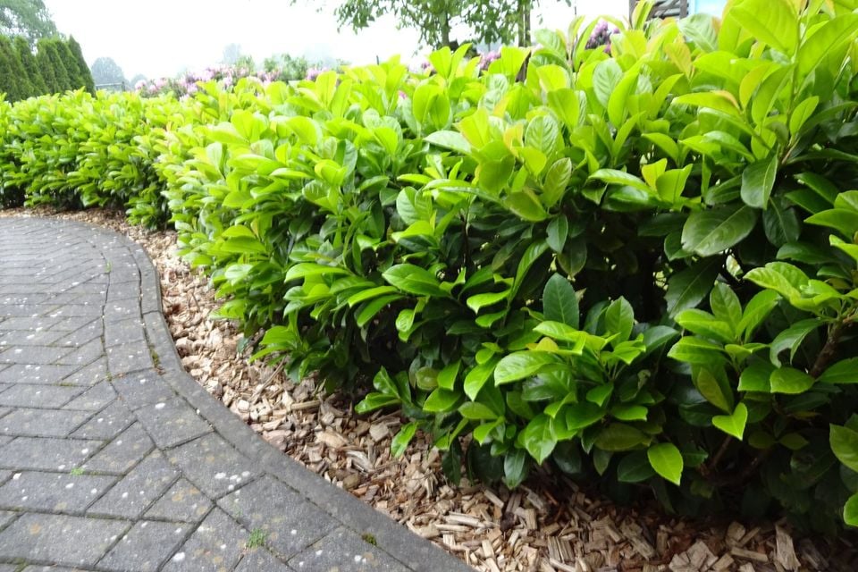 Kirschlorbeer Etna 80-100cm im großem 5L Topf