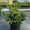Ilex crenata 40-60cm im Topf Buchsbaum Ersatz