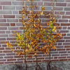 Rotbuche - Fagus sylvatica