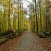 Rotbuche - Fagus sylvatica