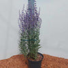 Perovskia atriplicifolia 'Little Spire'
