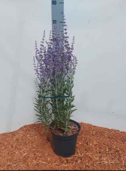 Perovskia atriplicifolia 'Little Spire'