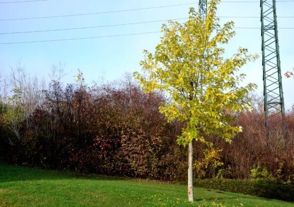 Winterlinde (50 - 80 cm) als kräftige wurzelware