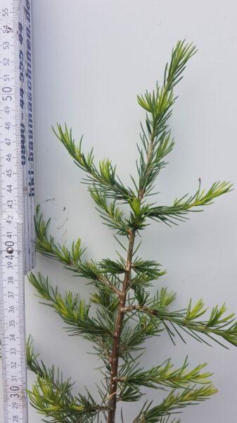 Libanon-Zeder (Cedrus libani)