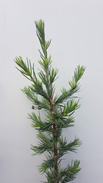 Libanon-Zeder (Cedrus libani)