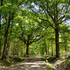Stieleiche Quercus robur