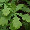 Stieleiche Quercus robur (50 - 80 cm)