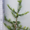 Libanon-Zeder (Cedrus libani)