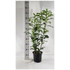 Prunus laurocerasus Genolia