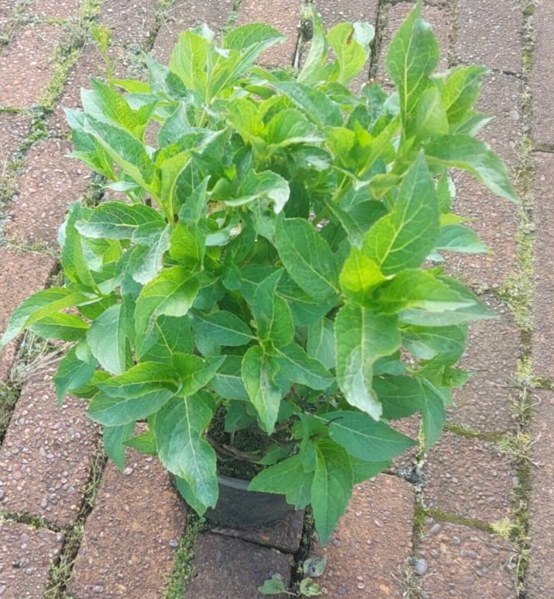 Hortensie GartenhortensieHydrangea macrophylla