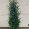 Eibe Taxus baccata