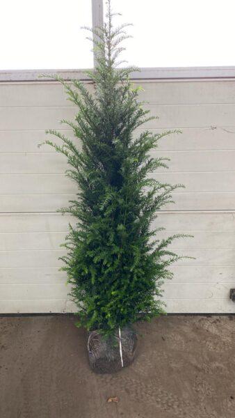 Eibe Taxus baccata