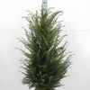 Eibe (80 - 120 cm) Taxus baccata als starke Ballenware