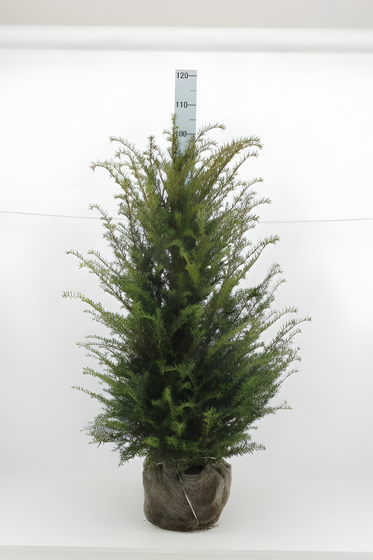 Eibe (80 - 120 cm) Taxus baccata als starke Ballenware