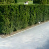 Becher-Eibe 40-60cm im großem Topf Taxus media hillii