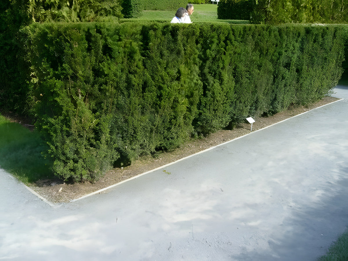 Becher-Eibe 40-60cm im großem Topf Taxus media hillii