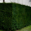 Eibe (60 - 80 cm) Taxus baccata als starke Ballenware
