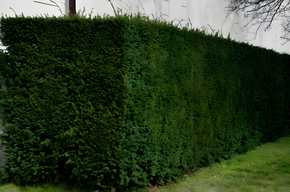 Eibe (60 - 80 cm) Taxus baccata als starke Ballenware