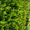 Eibe Taxus baccata (60 - 80 cm) als starke Ballenware
