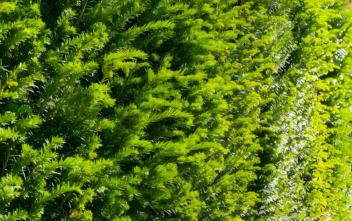 Eibe Taxus baccata (60 - 80 cm) als starke Ballenware