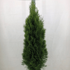 Thuja Smaragd 200cm