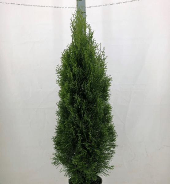 Thuja Smaragd 200cm