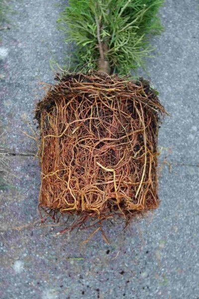 Thuja Smaragd