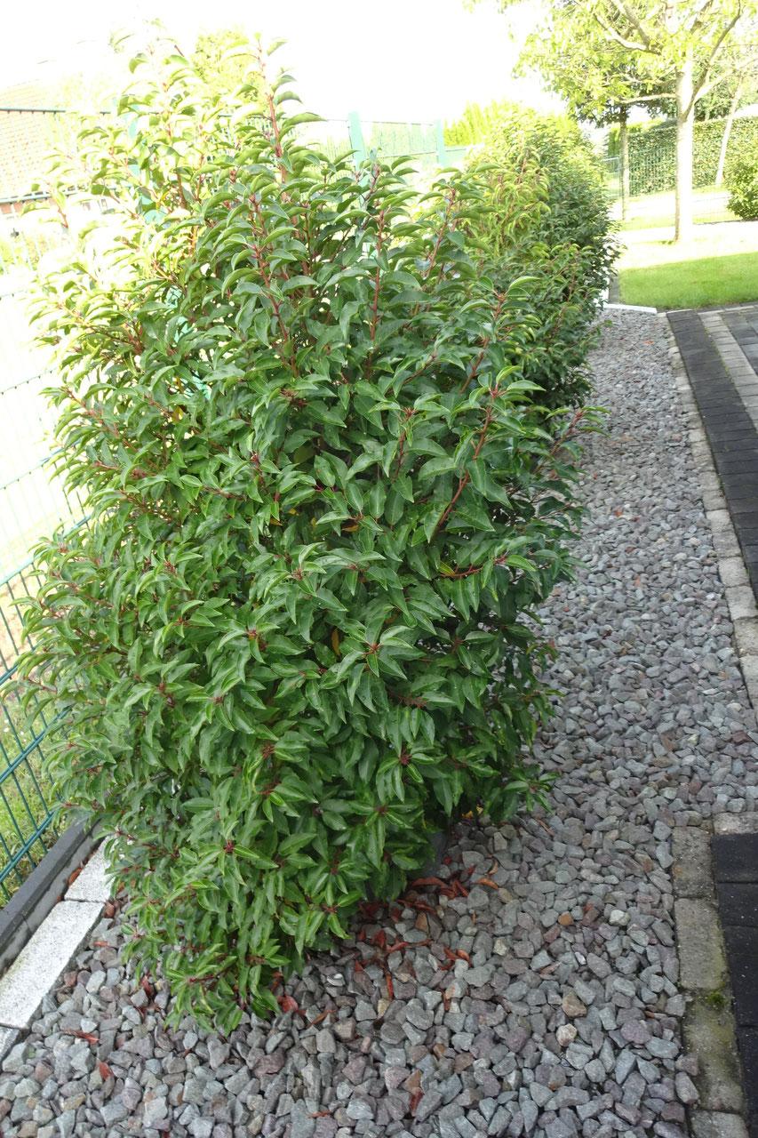 Portugiesischer Kirschlorbeer