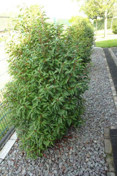 Portugiesischer Kirschlorbeer