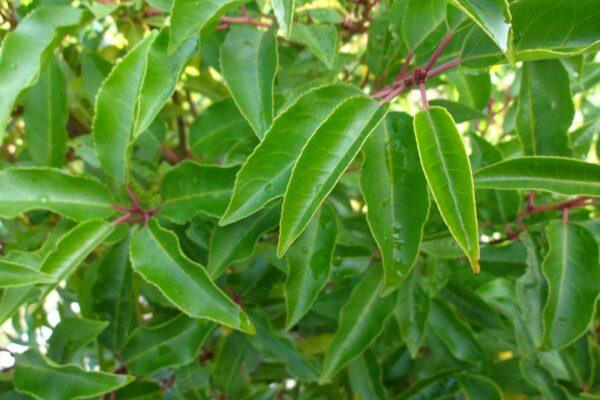 Portugiesischer Kirschlorbeer