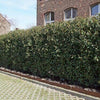 Portugiesischer Kirschlorbeer Hecke Prunus lusitanica ‘Angustifolia’
