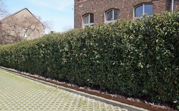 Portugiesischer Kirschlorbeer Hecke Prunus lusitanica ‘Angustifolia’